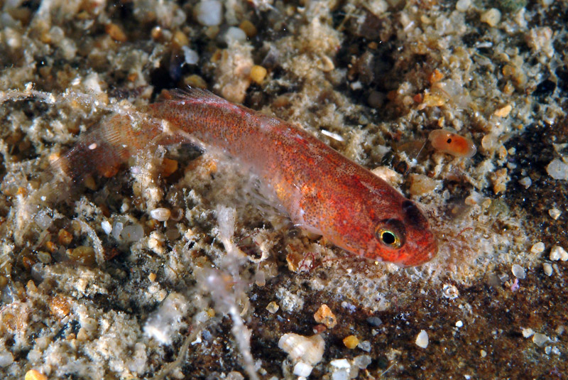 Odondebuenia balearica